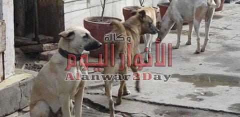 إعدام 162 كلبا ضالا بالفيوم في حملة للطب البيطري