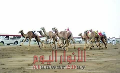 محافظة الشرقية تستعد لإطلاق فعاليات مهرجان الشرقية التاسع للهجن العربية